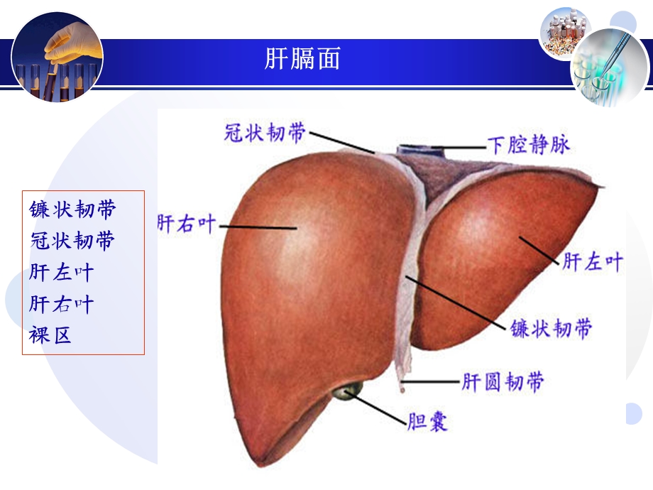 最新肝超声诊断PPT课件PPT文档.ppt_第3页