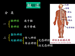 最新脊神经解剖图PPT文档.ppt