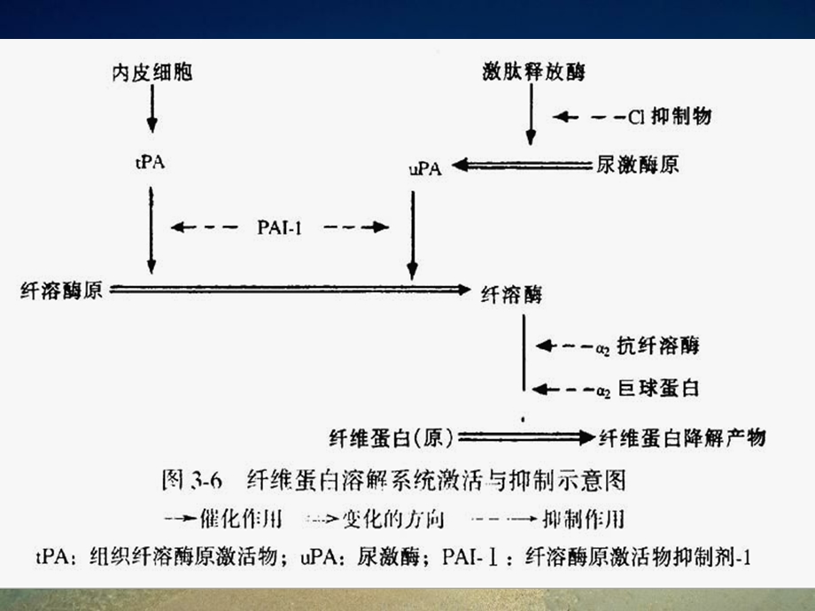 病理生理学9弥散性血管内凝血文档资料.ppt_第3页