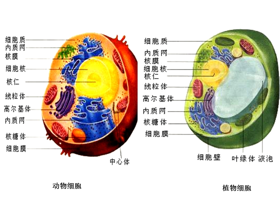 第二章细胞与组织文档资料.ppt_第3页