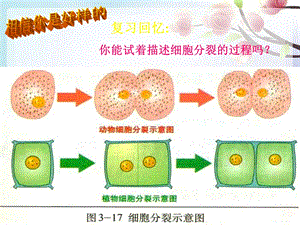 最新七年级生物细胞分化形成组织PPT文档.ppt