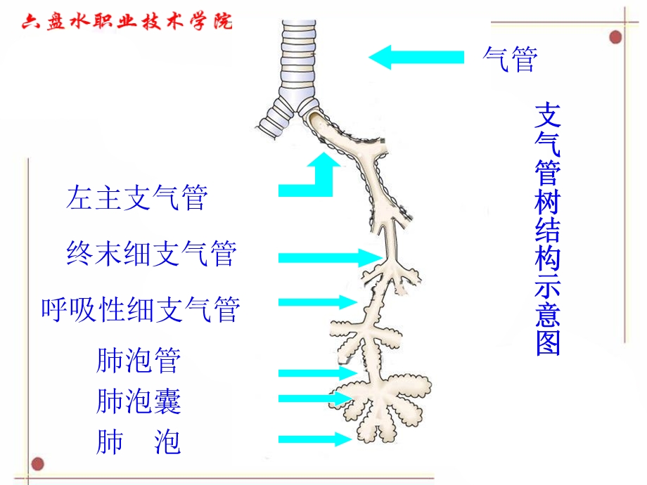 呼吸系统疾病文档资料.ppt_第2页