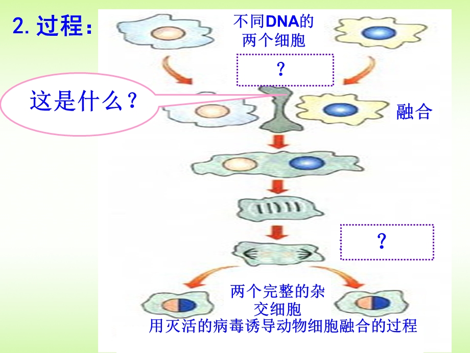 人教版教学课件222动物细胞融合与单克隆抗体PPT文档资料.ppt_第3页