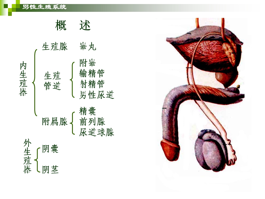 学前儿童卫生保健生殖系统文档资料.ppt_第1页