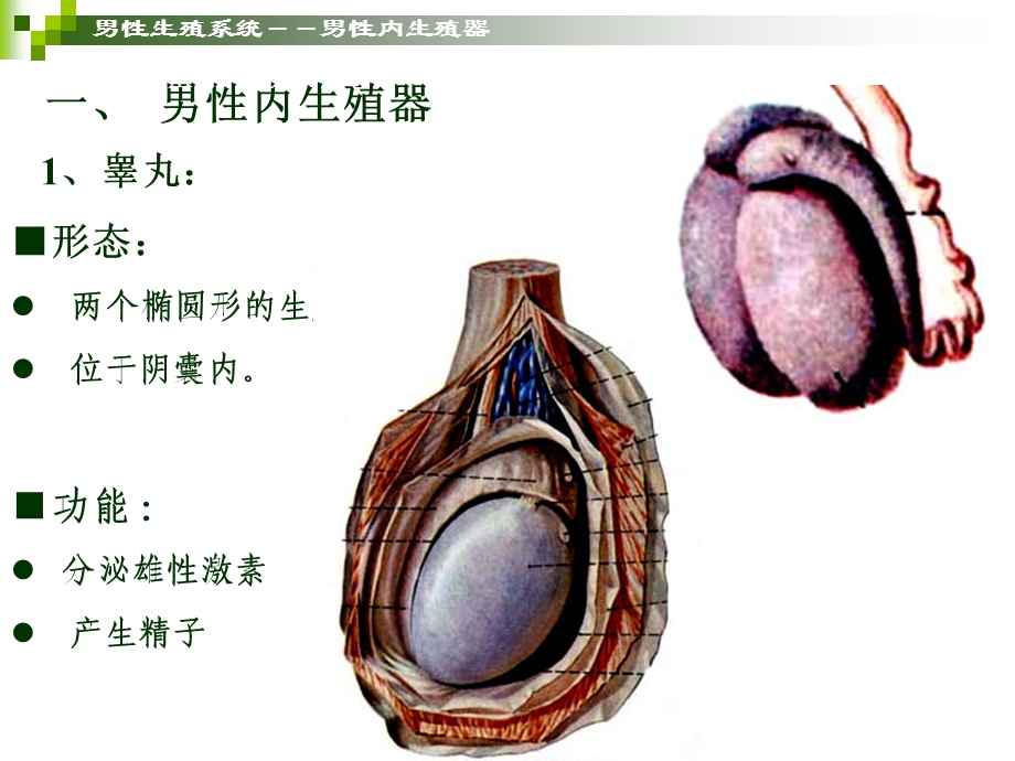 学前儿童卫生保健生殖系统文档资料.ppt_第2页