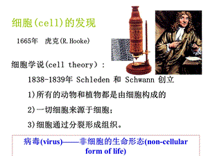 细胞的基本形态结构及功能文档资料.ppt