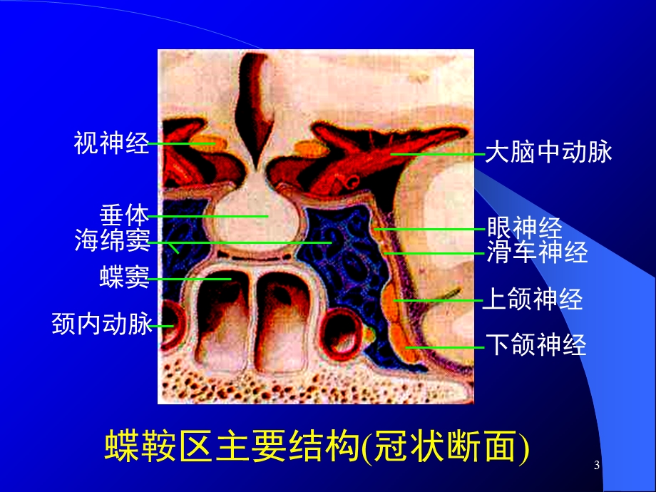 最新蝶鞍区的断层解剖课件PPT文档.ppt_第3页