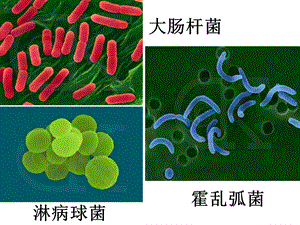 最新：必修1第2节细胞的多样性和统一性文档资料.ppt