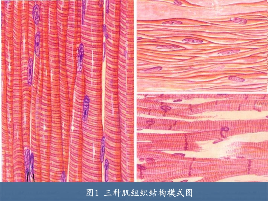 实验三骨骼肌、心肌、平滑肌构造的观察PPT课件.ppt_第2页