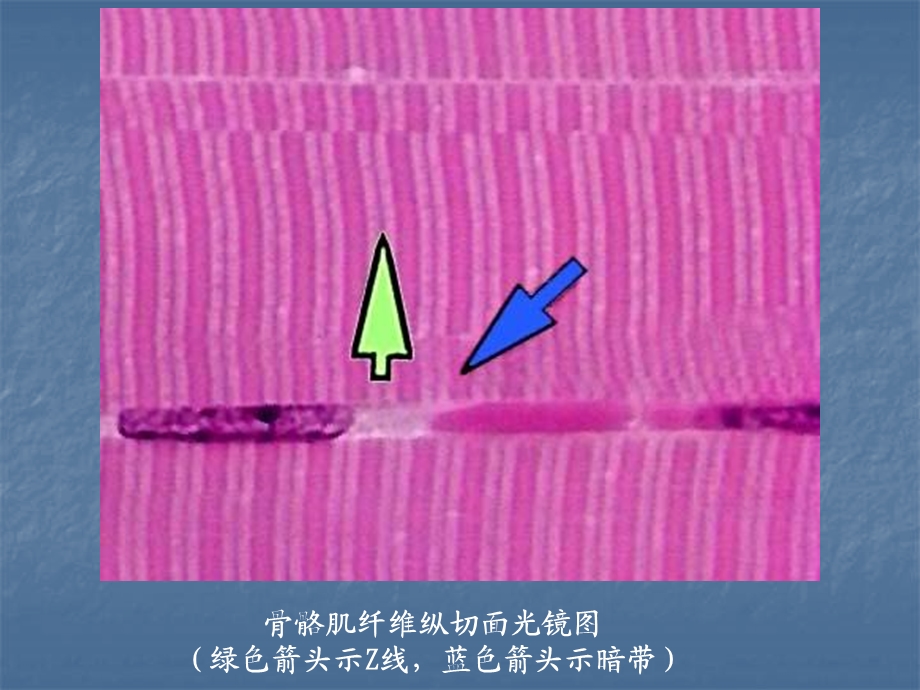 实验三骨骼肌、心肌、平滑肌构造的观察PPT课件.ppt_第3页