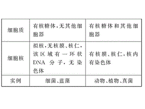 真核细胞与原核细胞PPT文档.ppt