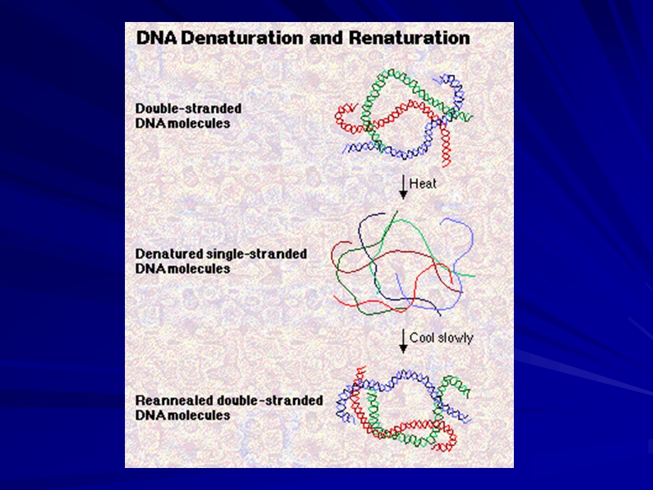 第五节细胞分子生物学研究方法名师编辑PPT课件.ppt_第3页