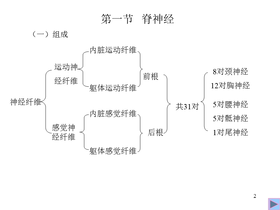 人体解剖学脊神经PPT文档资料.ppt_第2页