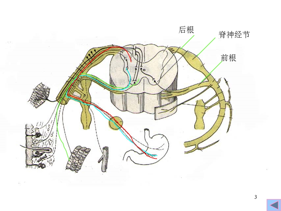 人体解剖学脊神经PPT文档资料.ppt_第3页