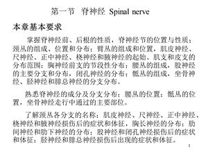 人体解剖学脊神经PPT文档资料.ppt