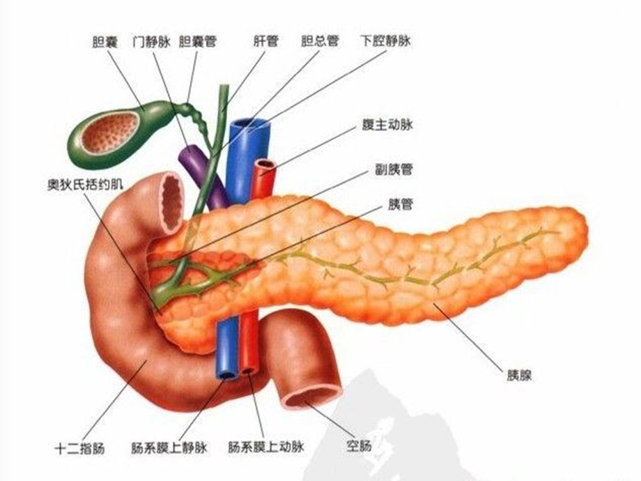 最新：重症胰腺炎文档资料.ppt_第1页