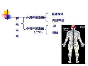 第十章 神经系统文档资料.ppt