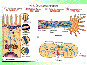 第七章 细胞骨架文档资料.ppt