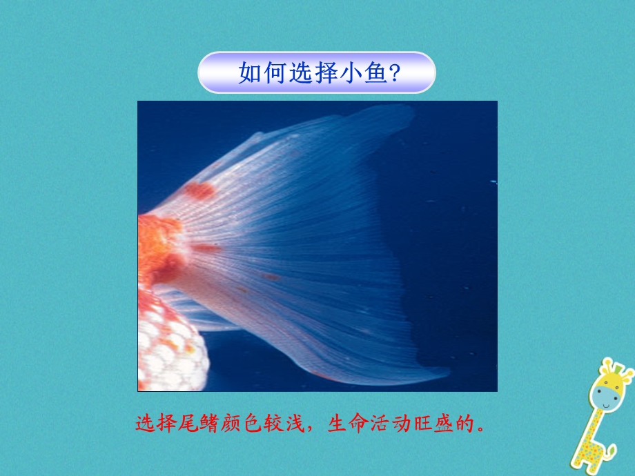 吉林省七年级生物下册4.4.2血流的管道血管课件新版新人教版.pptx_第3页