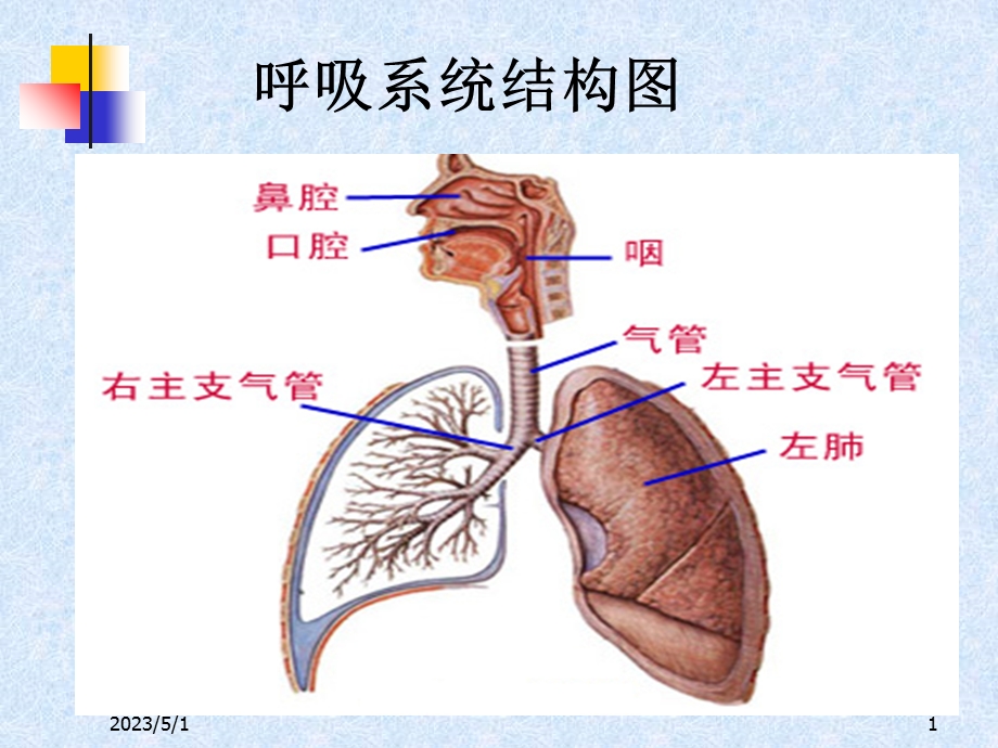 呼吸系统的用药PPT课件.ppt_第1页