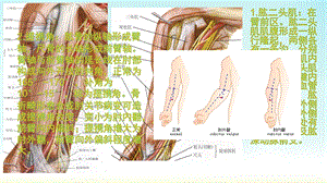 局部解剖学第三章上肢前侧PPT文档资料.pptx