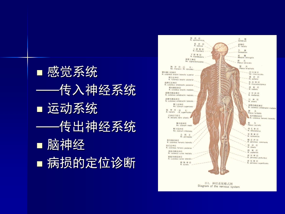 神经系的解剖生理及病损的定位诊断PPT文档.ppt_第1页