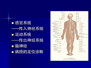 神经系的解剖生理及病损的定位诊断PPT文档.ppt