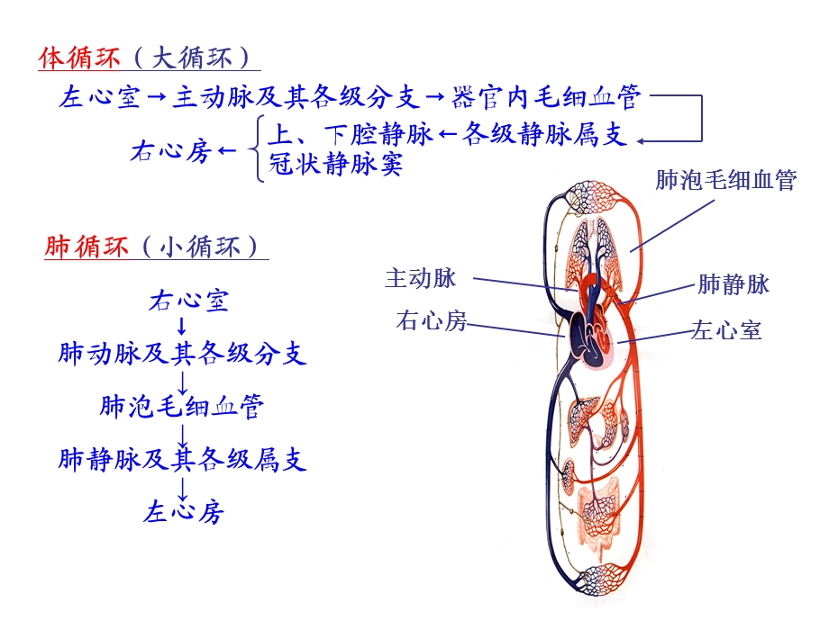 最新血液循环第一节概述第二节血管PPT文档.ppt_第2页