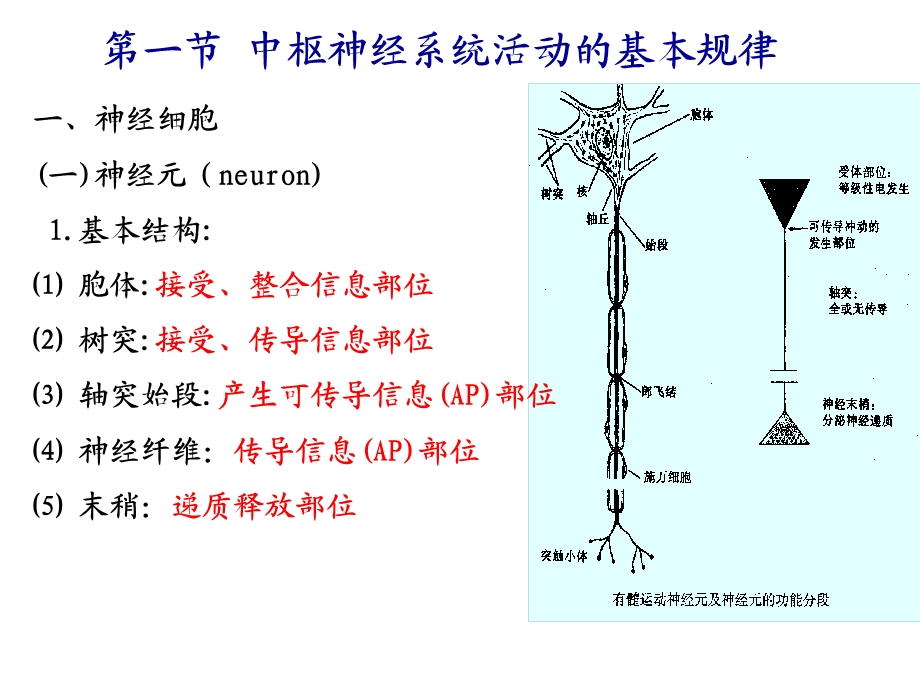 31中枢神经系统活动基本规律精选文档.ppt_第2页