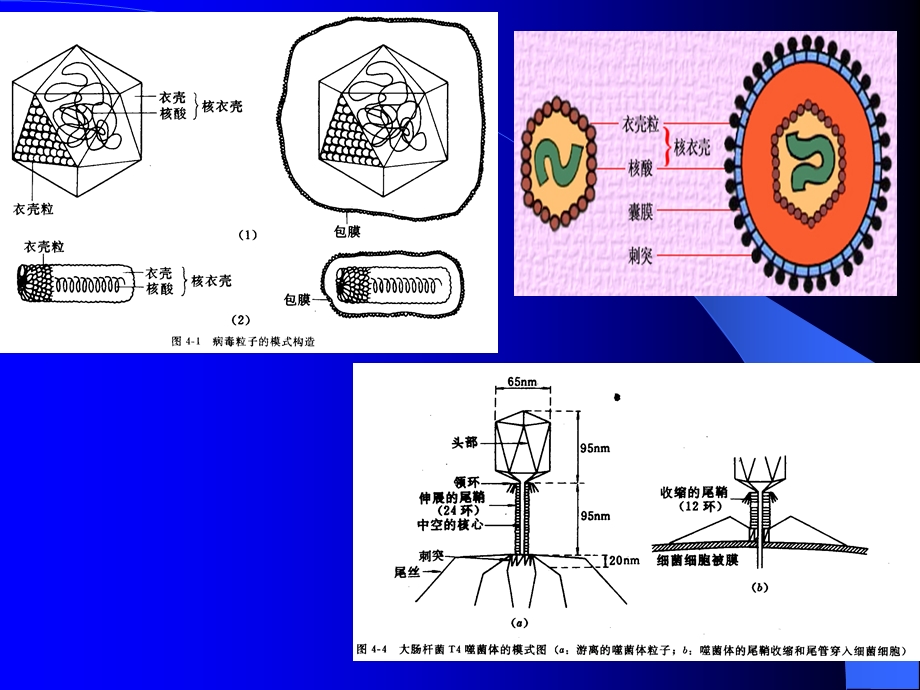 最新：第三章 非细胞生物病毒文档资料.ppt_第2页