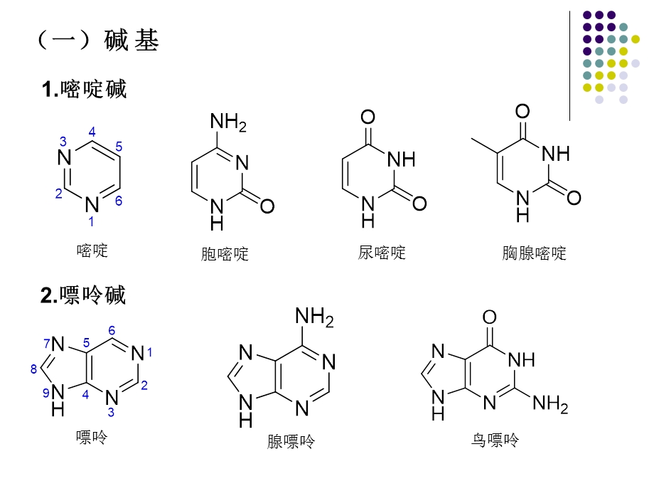 第五章DNA的损伤修复与基因突变文档资料.ppt_第2页