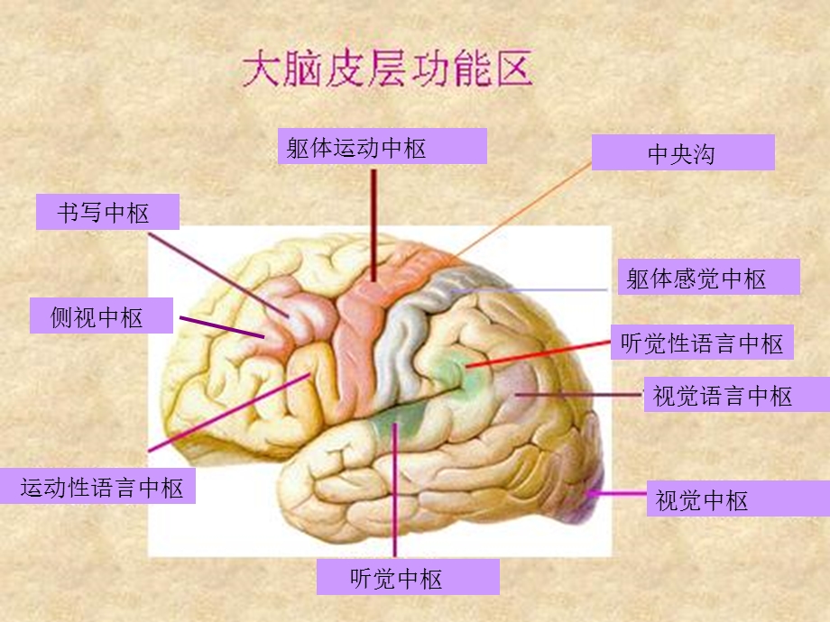 中枢神经各系统各部位损害的表现精选文档.ppt_第1页