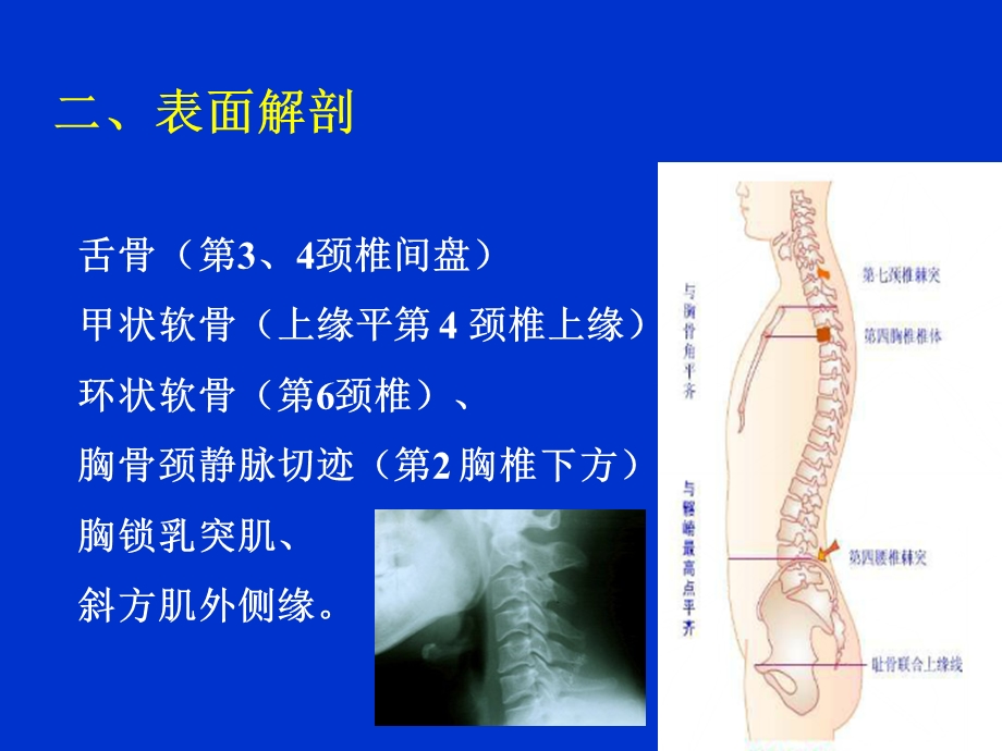 最新颈部浅层结构PPT文档.ppt_第2页