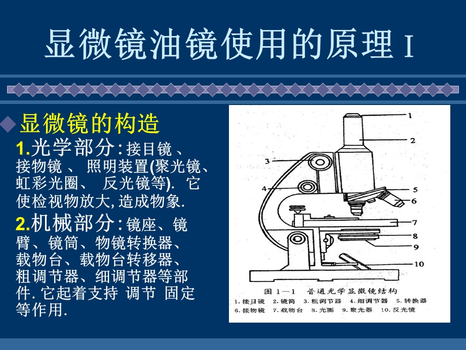 显微镜油镜使用和细菌形态观察文档资料.ppt_第2页