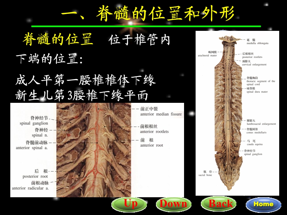 脊髓解剖与功能文档资料.ppt_第2页