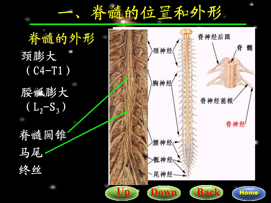 脊髓解剖与功能文档资料.ppt_第3页