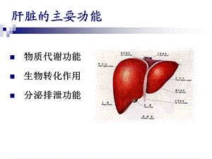 最新肝脏病常用的实验室检查ppt课件PPT文档.ppt