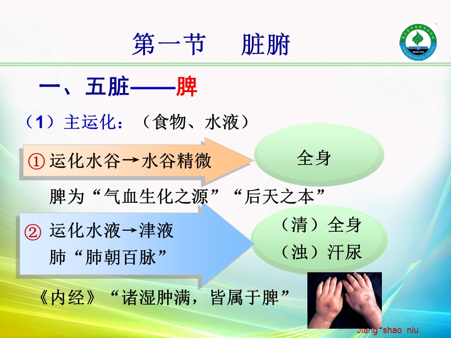 最新藏象脾肝肾、六腑PPT文档.ppt_第3页