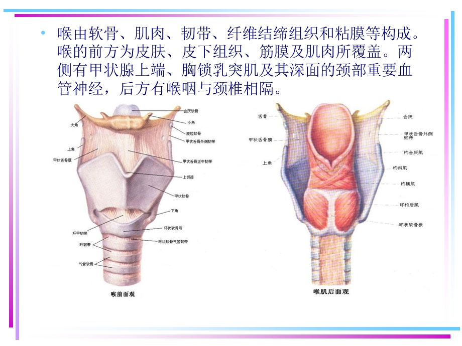 喉的应用解剖学及生理学PPT文档资料.ppt_第3页