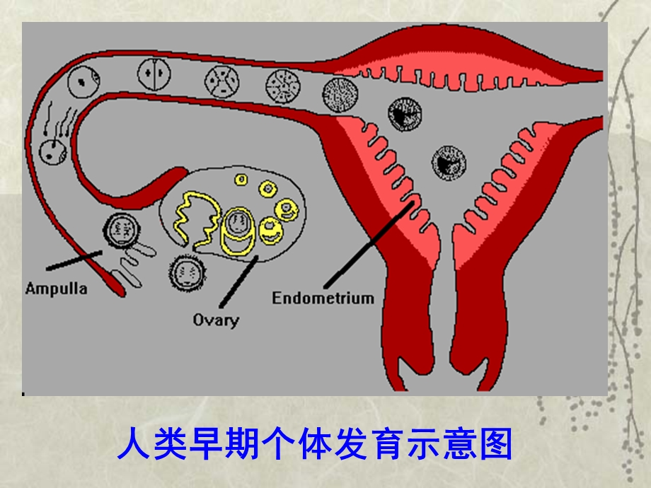 最新：第十一章细胞分化differentiation文档资料.ppt_第1页