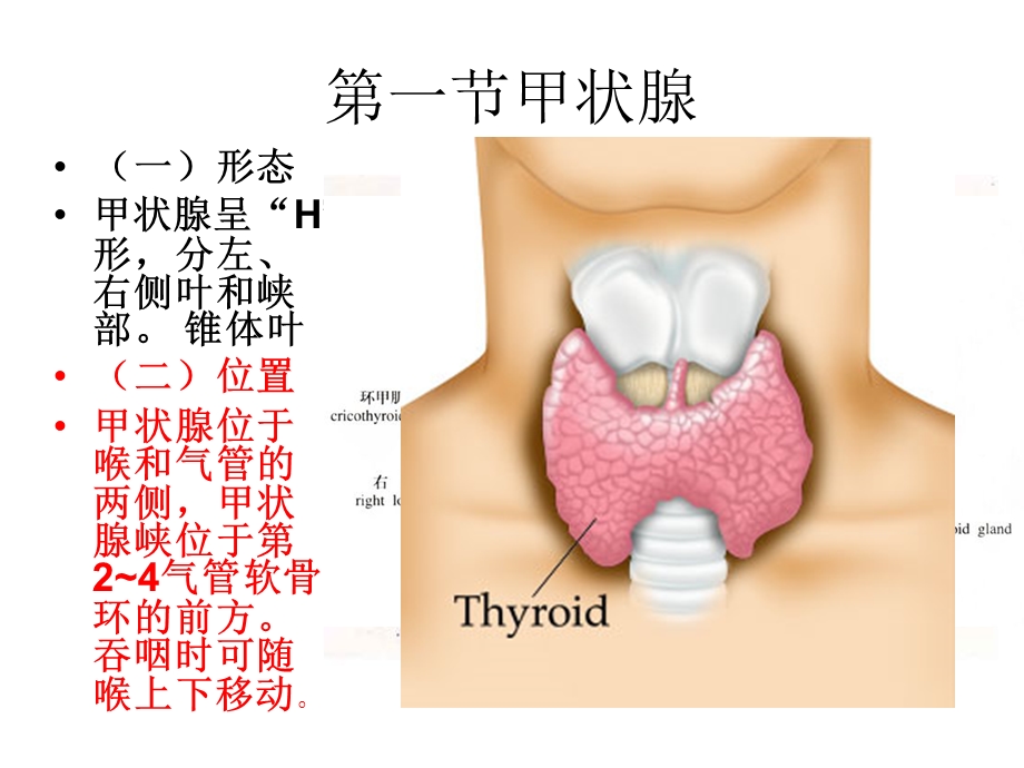 北卫内分泌系统PPT文档资料.ppt_第3页