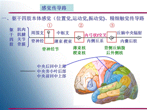 最新感觉神经传导通路PPT文档.ppt