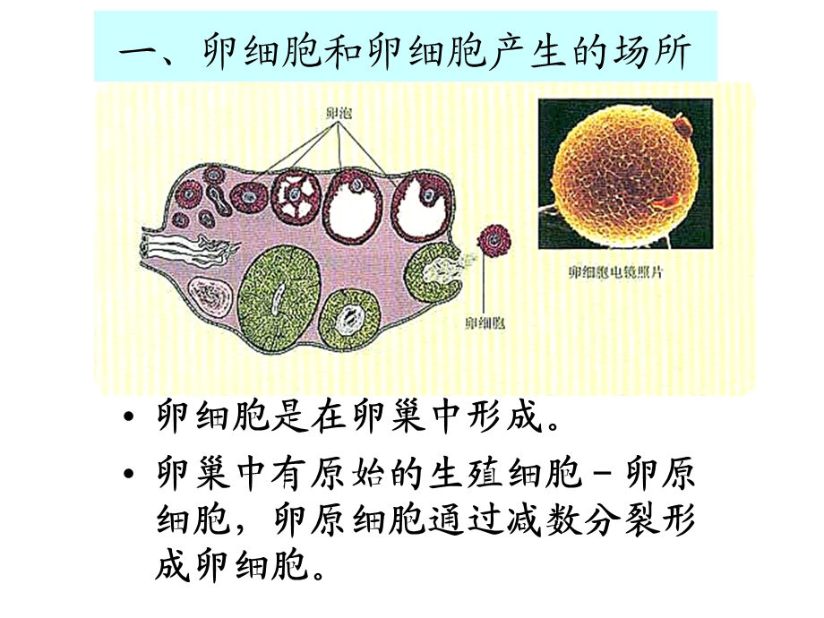 卵细胞的形成过程1PPT课件.ppt_第1页