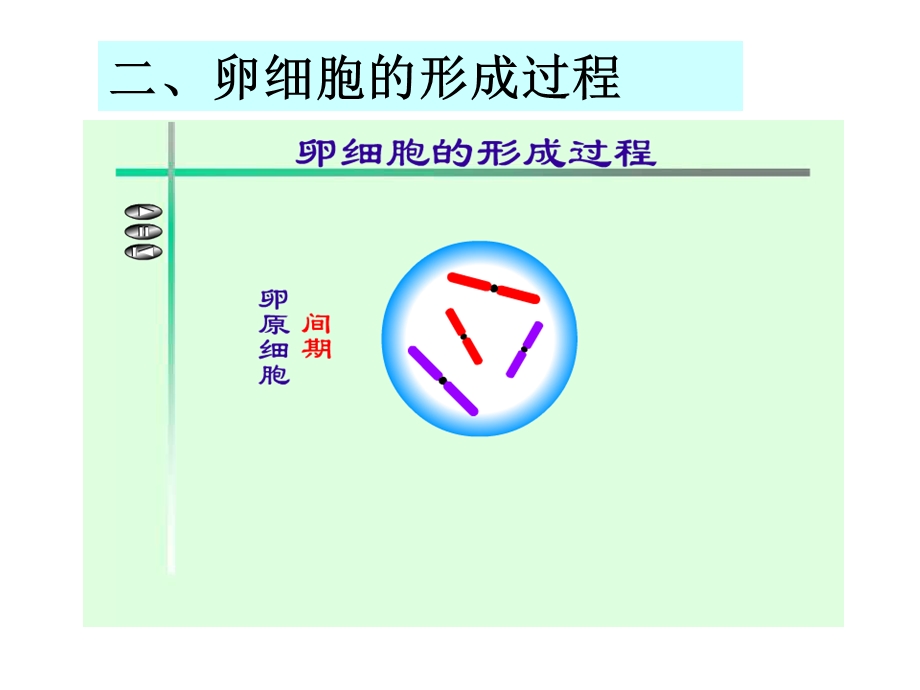 卵细胞的形成过程1PPT课件.ppt_第3页