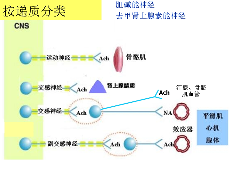 最新：脑部疾病基础：神经递质文档资料.ppt_第3页