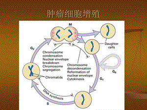 化疗药的使用顺序及机理PPT课件.ppt