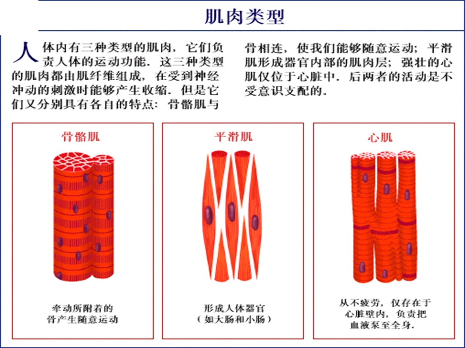 最新32肌肉系统2PPT文档.ppt_第2页