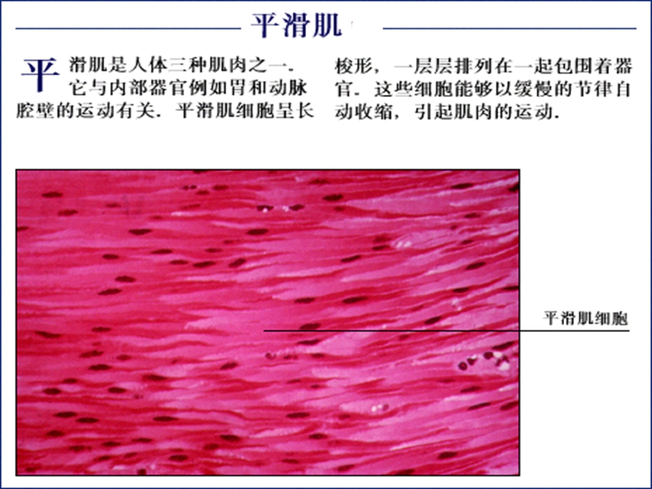 最新32肌肉系统2PPT文档.ppt_第3页