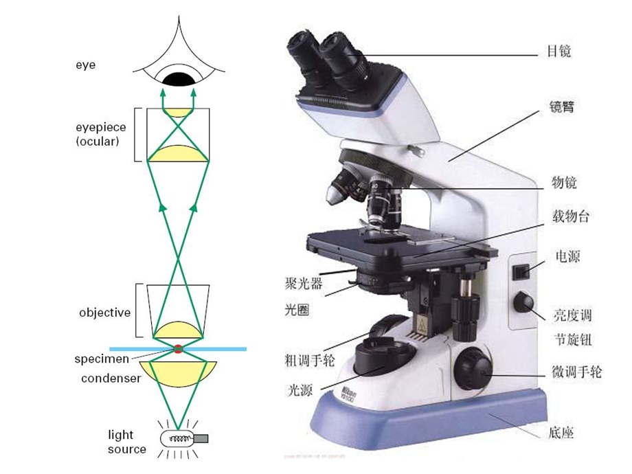 最新第二章细胞生物学研究方法PPT文档.ppt_第3页