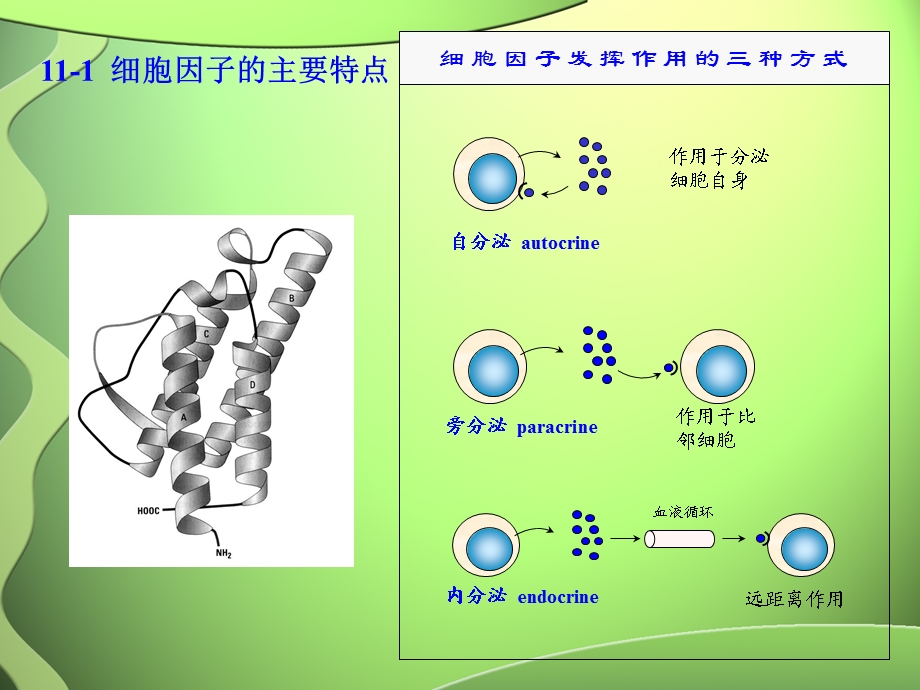 最新医学免疫学11细胞因子及其受体PPT文档.ppt_第2页